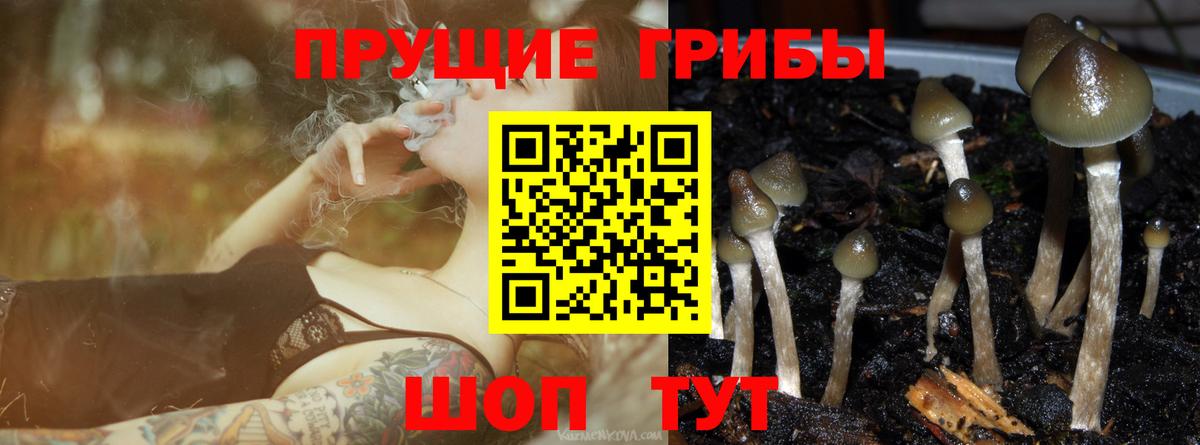 Усинск  Псилоцибиновые грибы Psilocybine cubensis  Вход с VPN 